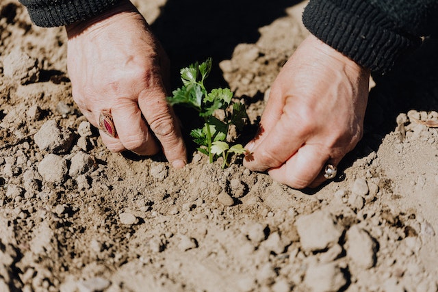 Die fünf pflegeleichtesten Pflanzen für Ihren Garten zu Hause: Die Natur mit Leichtigkeit umarmen