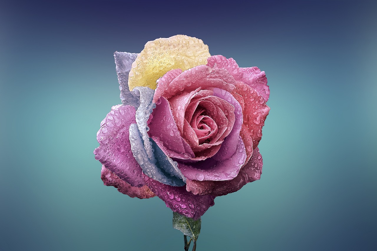 rose, flower, flower wallpaper
